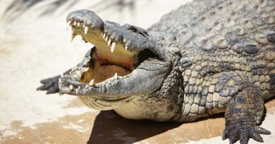 cocodrilo