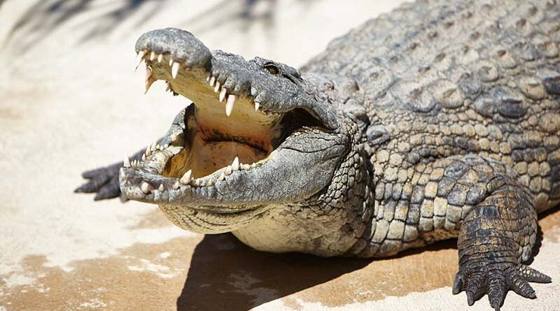 cocodrilo